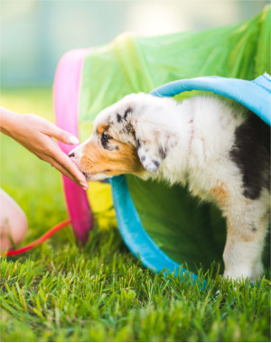 Welpentraining Welpe schlüpft durch einen bunten Tunnel, während eine Hand ihn anlockt.