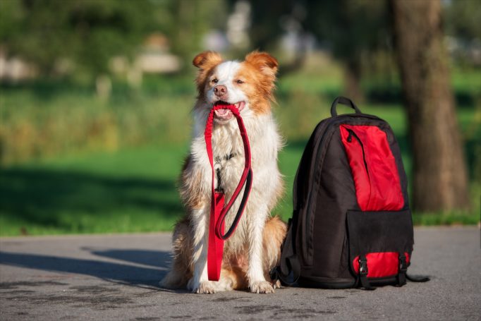 Aufbautraining Hund mit einer Leine im Maul sitzt neben einem Rucksack auf einem Gehweg im Freien.
