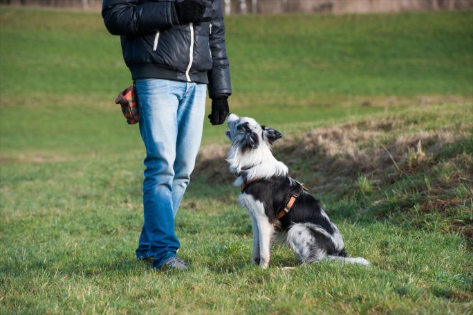 Einzeltraining Eine Person steht auf einer Wiese neben einem sitzenden Hund.