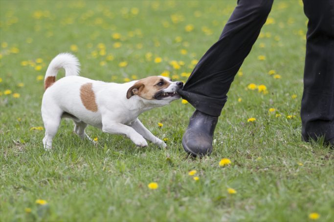 Verhaltenstherapie Ein kleiner Hund zieht am Hosenbein eines Menschen auf einer Wiese mit Löwenzahn.