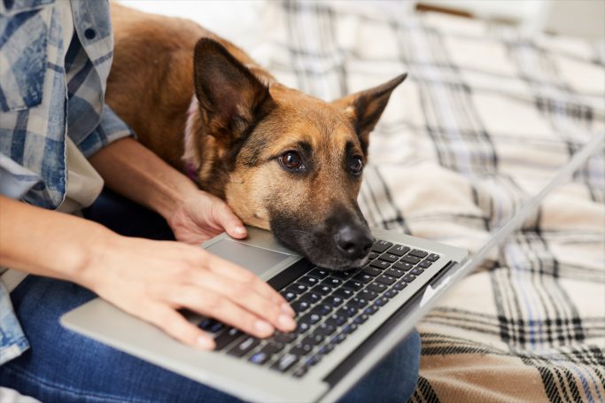 Online - Aufbautraining Eine Person tippt auf einem Laptop, während ein Hund daneben liegt.